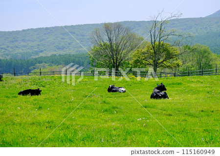 Cows relaxing on the plateau 115160949