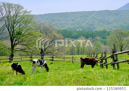 Cows relaxing on the plateau 115160951