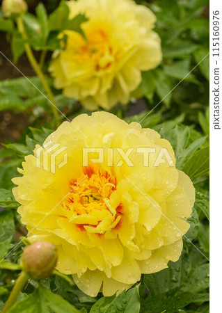 高貴的牡丹 115160976