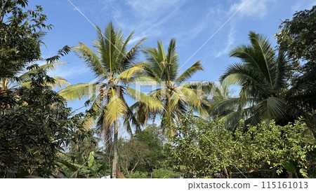 Image of a tropical country 115161013