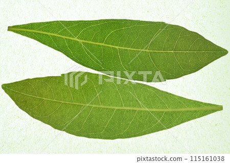楊梅幼葉和葉脈【背景材料】 115161038