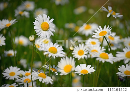 Flowers in the meadow. Beautiful natural background with daisies in spring and sunny day. 115161222