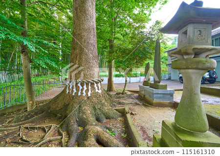 神奈川縣川崎市高津區口神社的神樹 115161310