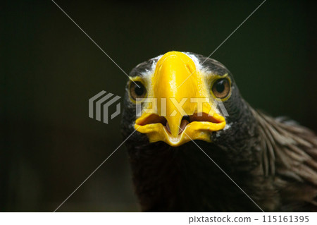 Head of steller's sea eagle. 115161395