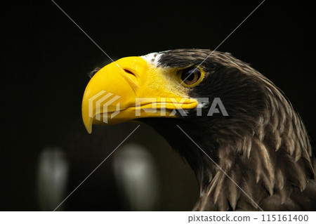Head of steller's sea eagle. Head of steller's sea eagle. 115161400
