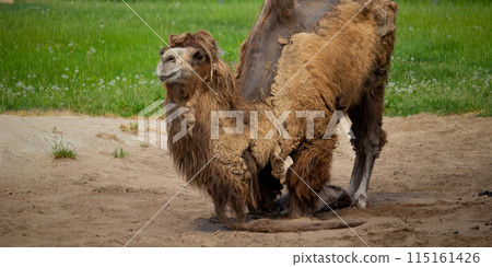 The Bactrian camel (Camelus bactrianus) The Bactrian camel (Camelus bactrianus) 115161426