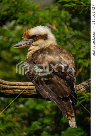 Laughing kookaburra (Dacelo novaeguineae). Laughing kookaburra (Dacelo novaeguineae). 115161427
