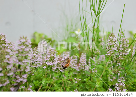 A honeybee collecting nectar from thyme flowers 115161454