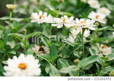 White flowers zinnia of in the garden 115161472