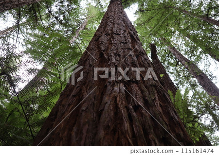 紐西蘭，紅木森林公園 115161474