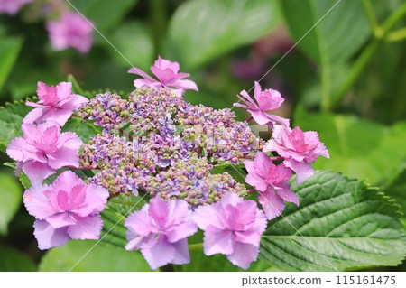 雨季繡球花特寫 星櫻花 115161475