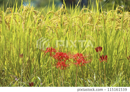 Higanbana和大米 Higanbana和大米 115161539