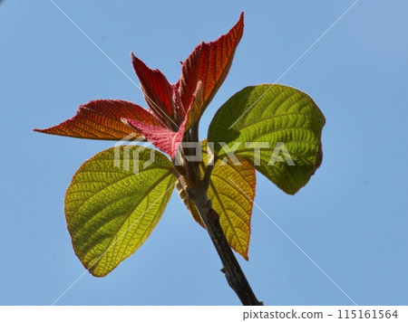 Walnut sprouts_8857 115161564