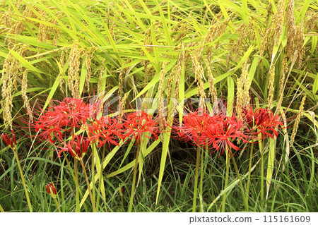 Rice and Higanbana　 115161609