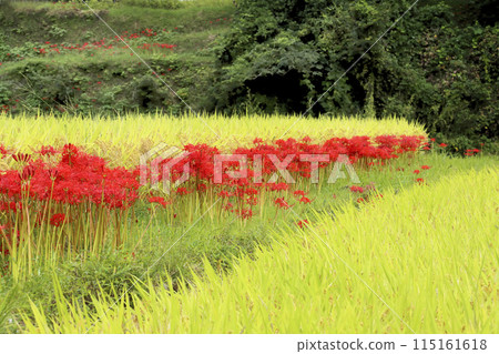 米飯和彼岸花　 115161618