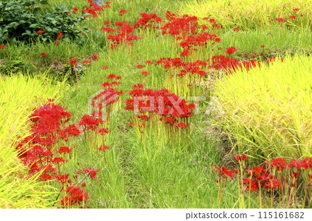 Higanbana和大米 115161682