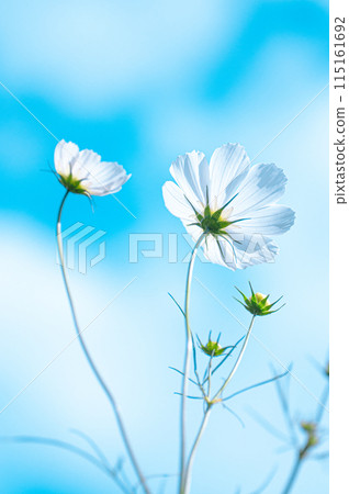 發光在藍天的白色波斯菊 115161692