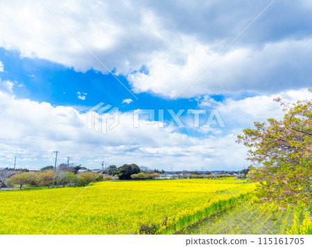 千葉縣 Hebizono 泉清水坡植被的美麗春天風景，油菜花盛開 115161705