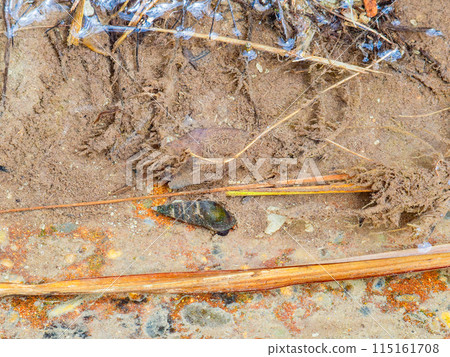 Beautiful spring scenery of the slope vegetation at Hebien Izumizu in Chiba Prefecture: Japanese river snails growing in spring water 115161708