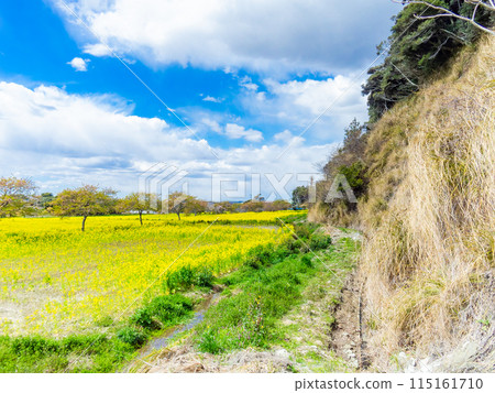 千葉縣 Hebizono 泉清水坡植被的美麗春天風景,油菜花盛開 千葉縣 Hebizono 泉清水坡植被的美麗春天風景,油菜花盛開 115161710