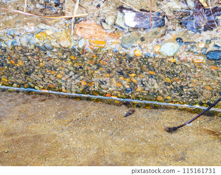 Beautiful spring scenery of the slope vegetation at Hebien Izumizu in Chiba Prefecture: Japanese river snails growing in spring water Beautiful spring scenery of the slope vegetation at Hebien Izumizu in Chiba Prefecture: Japanese river snails growing in spring water 115161731