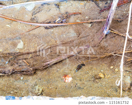 Beautiful spring scenery of the slope vegetation at Hebien Izumizu in Chiba Prefecture: Japanese river snails growing in spring water 115161732