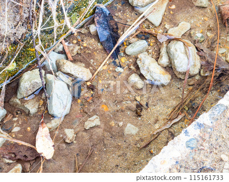 Beautiful spring scenery of the slope vegetation at Hebien Izumizu in Chiba Prefecture: Japanese river snails growing in spring water 115161733