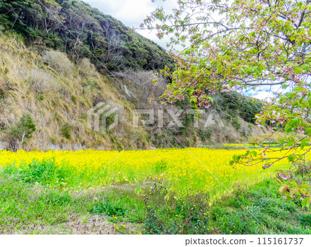 千葉縣 Hebizono 泉清水坡植被的美麗春天風景,油菜花盛開 千葉縣 Hebizono 泉清水坡植被的美麗春天風景,油菜花盛開 115161737