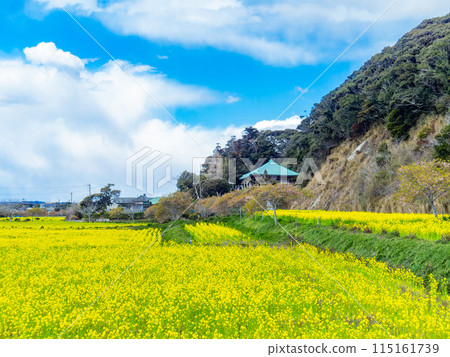 千葉縣 Hebizono 泉清水坡植被的美麗春天風景,油菜花盛開 千葉縣 Hebizono 泉清水坡植被的美麗春天風景,油菜花盛開 115161739