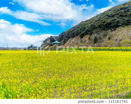 千葉縣 Hebizono 泉清水坡植被的美麗春天風景，油菜花盛開 115161741
