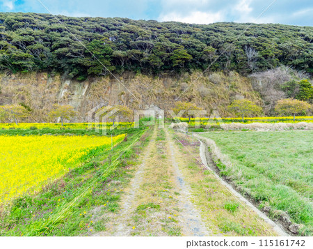 Beautiful spring scenery of the slope vegetation at Hebien Izumo in Chiba Prefecture: rapeseed flowers in full bloom Beautiful spring scenery of the slope vegetation at Hebien Izumo in Chiba Prefecture: rapeseed flowers in full bloom 115161742
