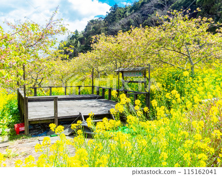 Beautiful spring scenery at Sanno Sakura Park in Chiba Prefecture: rapeseed flowers in full bloom Beautiful spring scenery at Sanno Sakura Park in Chiba Prefecture: rapeseed flowers in full bloom 115162041