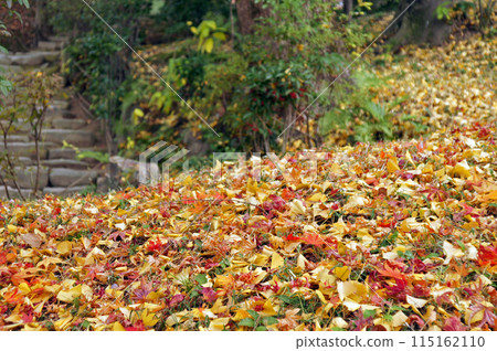 Autumn leaves of Shukkei Autumn leaves of Shukkei 115162110