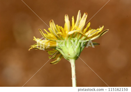 Japanese dandelion complete capsule Japanese dandelion complete capsule 115162150