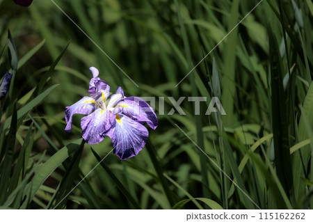Colorful irises continue to bloom and soothe people's hearts 115162262