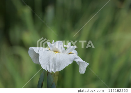 Colorful irises continue to bloom and soothe people's hearts 115162263