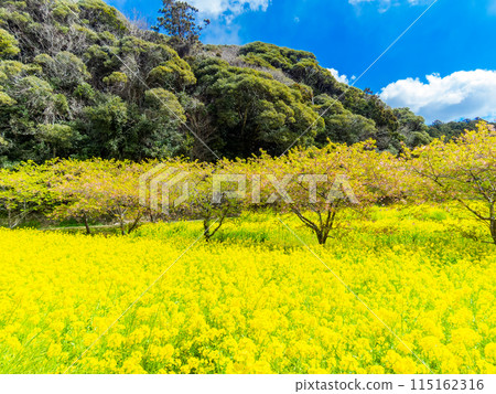 Beautiful spring scenery at Iwai Weir in Chiba Prefecture: rape blossoms and Kawazu cherry blossoms in full bloom 115162316
