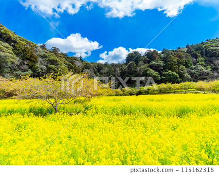 千葉縣岩井堰春天美景,油菜花、河津櫻花盛開 千葉縣岩井堰春天美景,油菜花、河津櫻花盛開 115162318