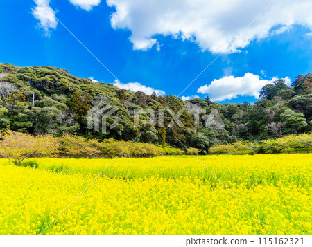 Beautiful spring scenery at Iwai Weir in Chiba Prefecture: rape blossoms and Kawazu cherry blossoms in full bloom Beautiful spring scenery at Iwai Weir in Chiba Prefecture: rape blossoms and Kawazu cherry blossoms in full bloom 115162321