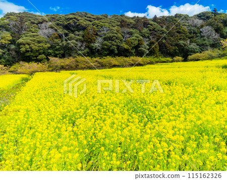 千葉縣岩井堰春天美景,油菜花、河津櫻花盛開 千葉縣岩井堰春天美景,油菜花、河津櫻花盛開 115162326