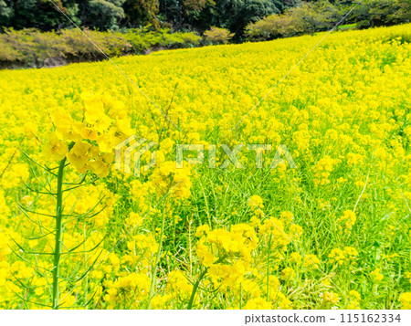 Beautiful spring scenery at Iwai Weir in Chiba Prefecture: rape blossoms and Kawazu cherry blossoms in full bloom 115162334