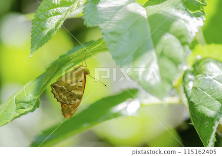 Midori Hyouton 115162405