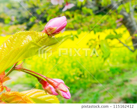 千葉縣岩井堰的春天美景:河津櫻花、油菜花盛開 千葉縣岩井堰的春天美景:河津櫻花、油菜花盛開 115162412