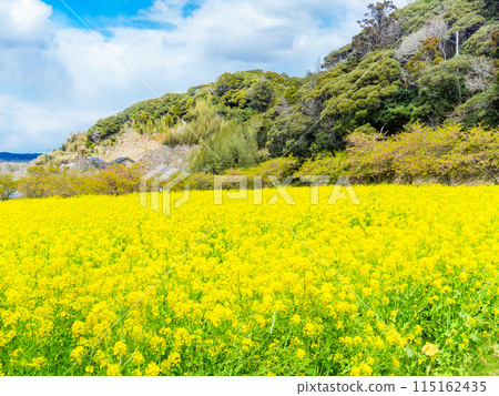 千葉縣岩井堰春天美景,油菜花、河津櫻花盛開 千葉縣岩井堰春天美景,油菜花、河津櫻花盛開 115162435