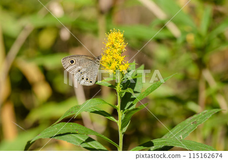 Ypthima argus 115162674