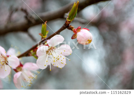 Beautiful Pink Sakura flowers, cherry blossom during springtime against blue sky Beautiful Pink Sakura flowers, cherry blossom during springtime against blue sky 115162829