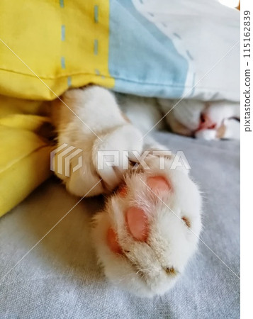 Cute paw cat is sleeping on the bed Cute paw cat is sleeping on the bed 115162839
