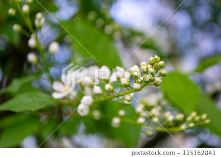Beautiful Pink Sakura flowers, cherry blossom during springtime against blue sky 115162841