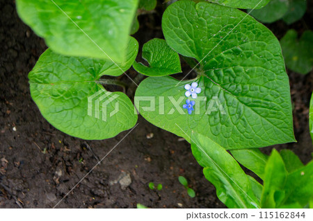 A close up of a plant with blue flowers, forget-me-not flower 115162844