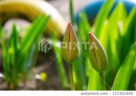 Spring Tulips in bloom with red and green colors Spring Tulips in bloom with red and green colors 115162848